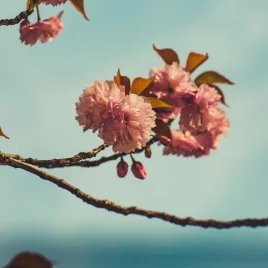 Day Photography Camera