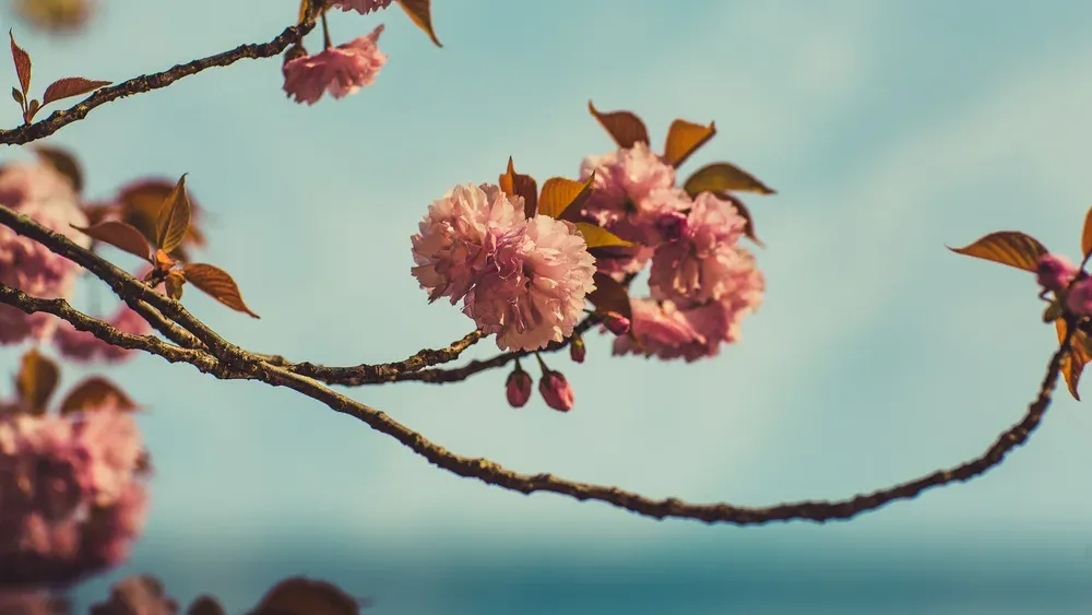 Day Photography Camera